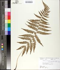 Athyrium filix-femina subsp. asplenioides image