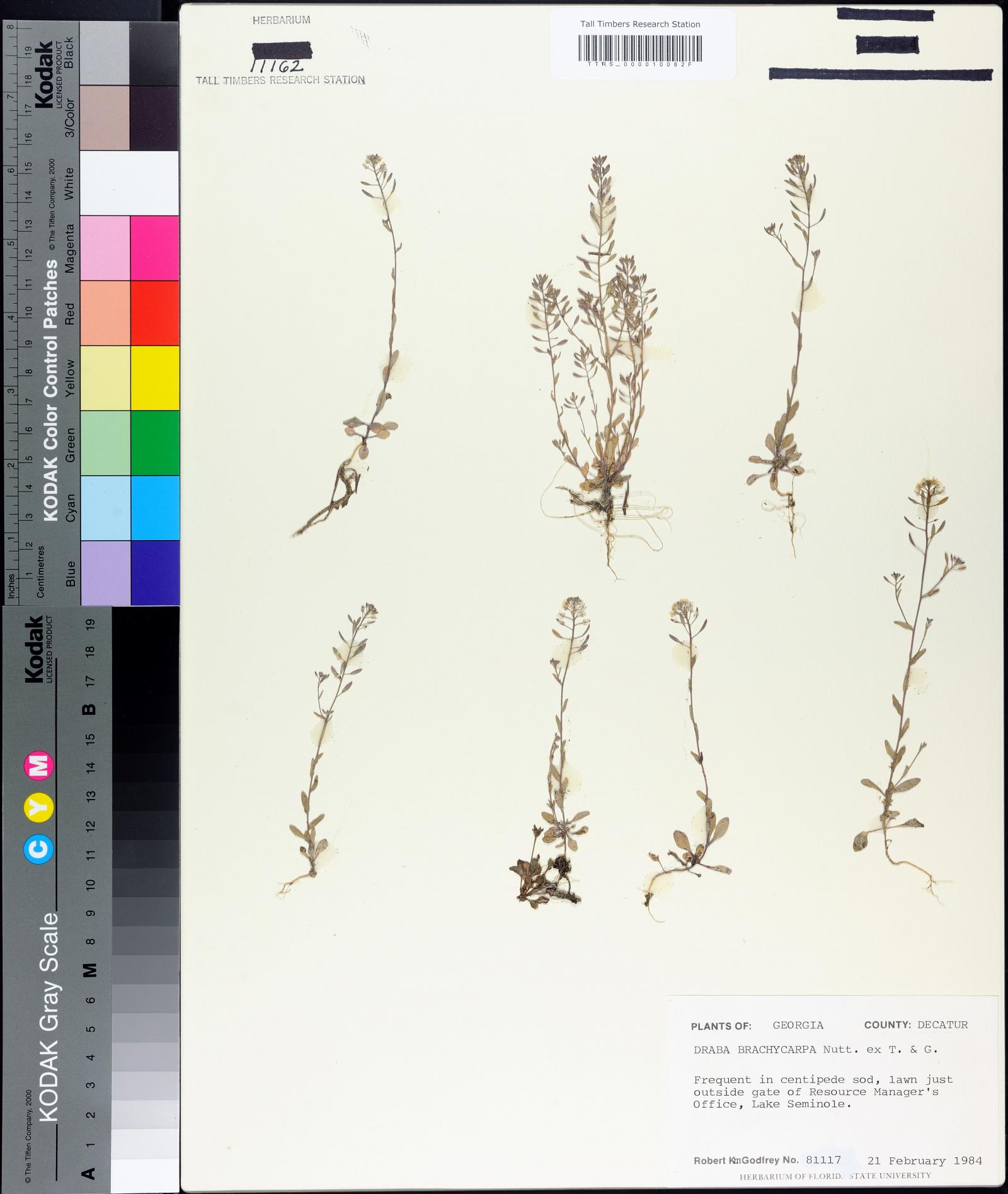 Draba brachycarpa image