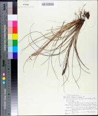 Tillandsia bartramii image