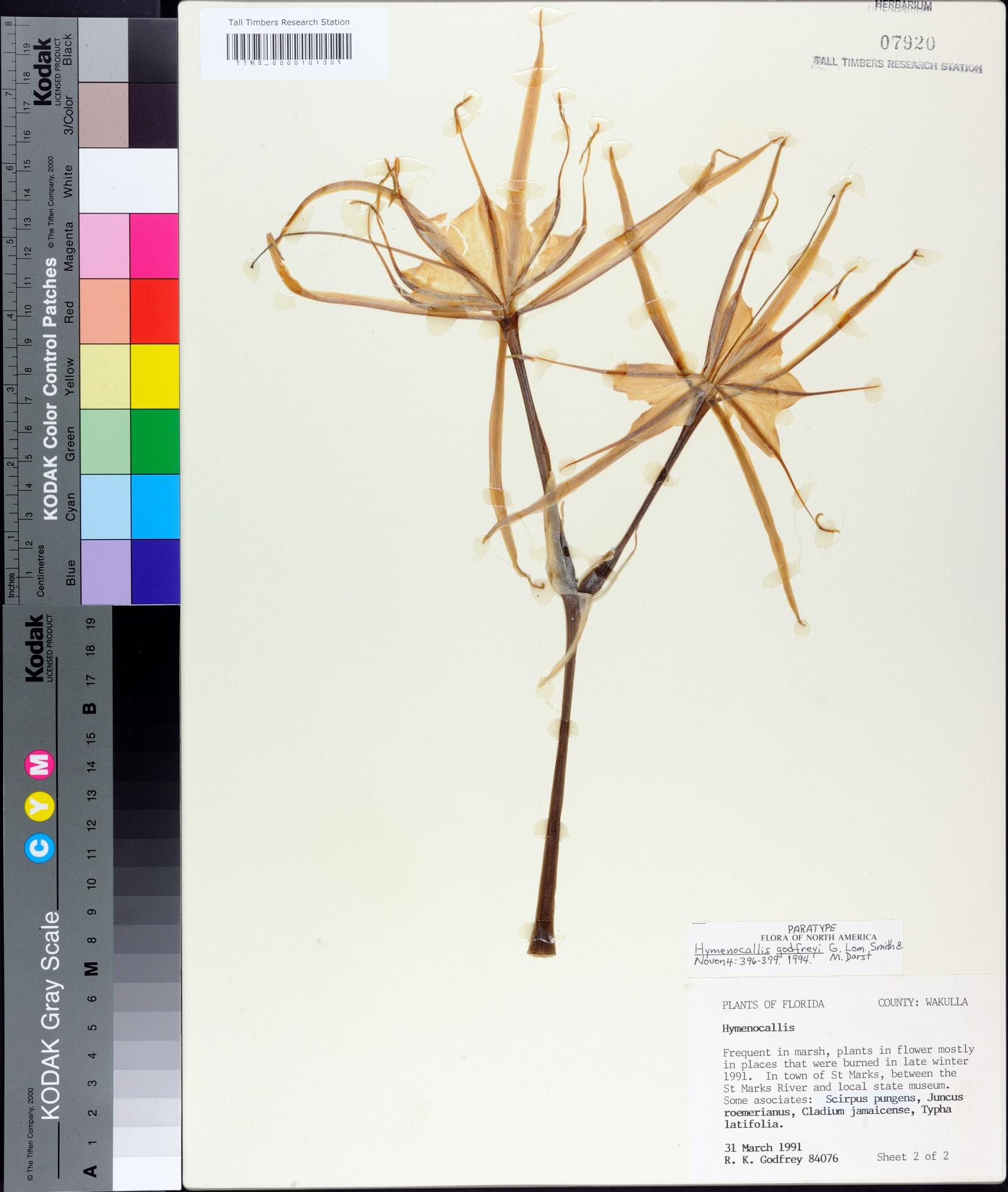 Hymenocallis godfreyi image