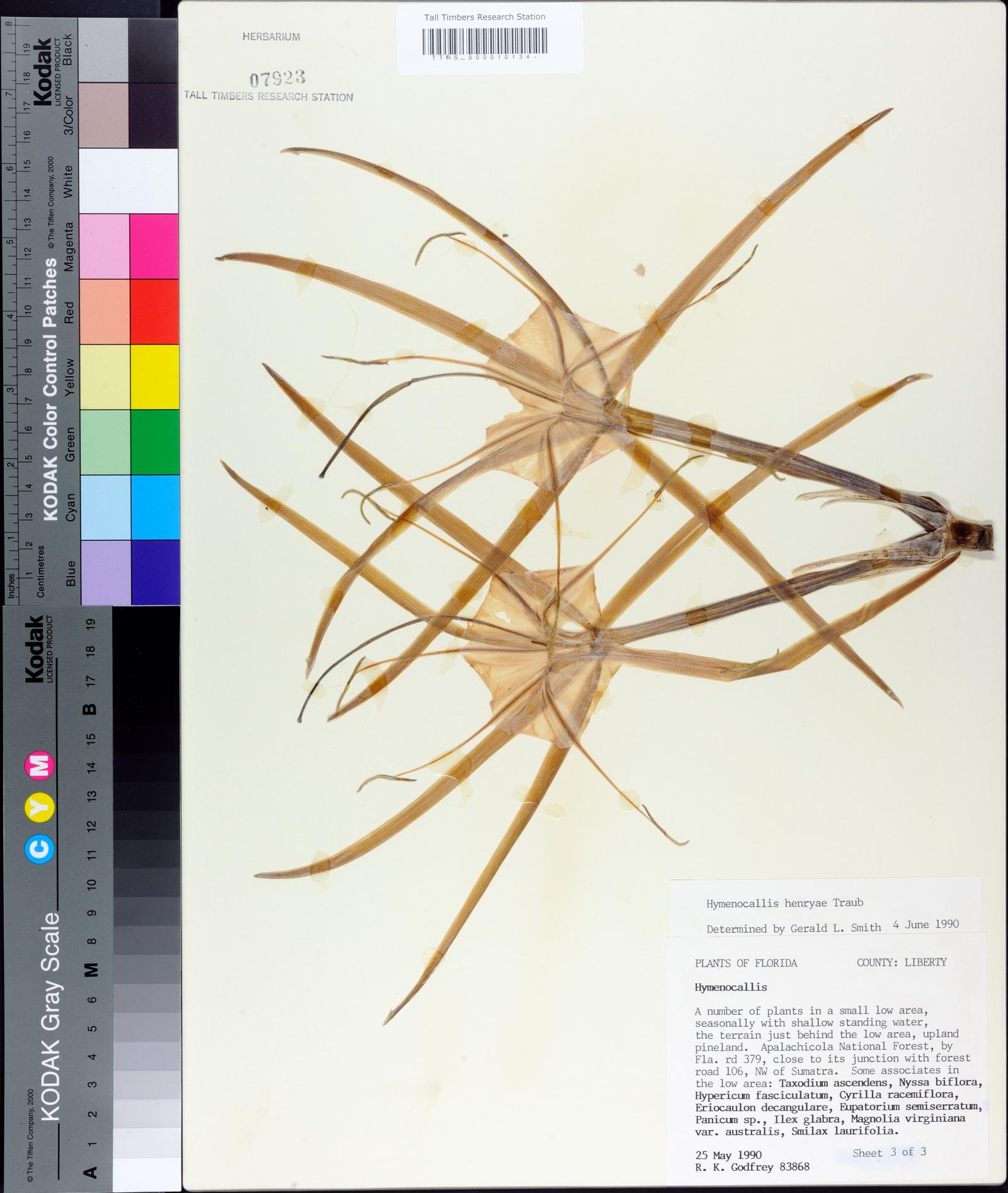 Hymenocallis henryae image