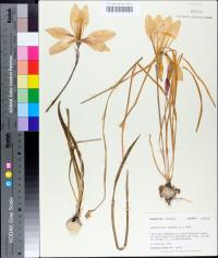 Zephyranthes atamasca image