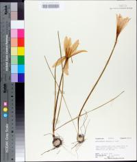 Zephyranthes atamasca var. treatiae image