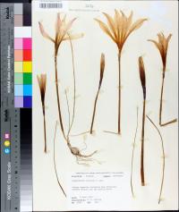 Zephyranthes atamasca var. treatiae image