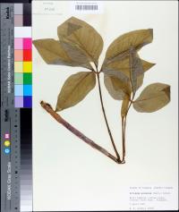 Arisaema quinatum image