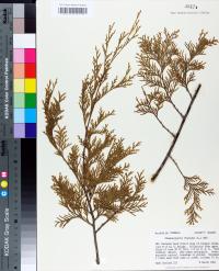 Chamaecyparis thyoides image