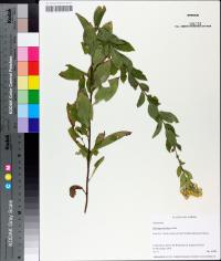 Solidago petiolaris image