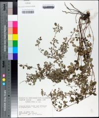 Lespedeza repens image