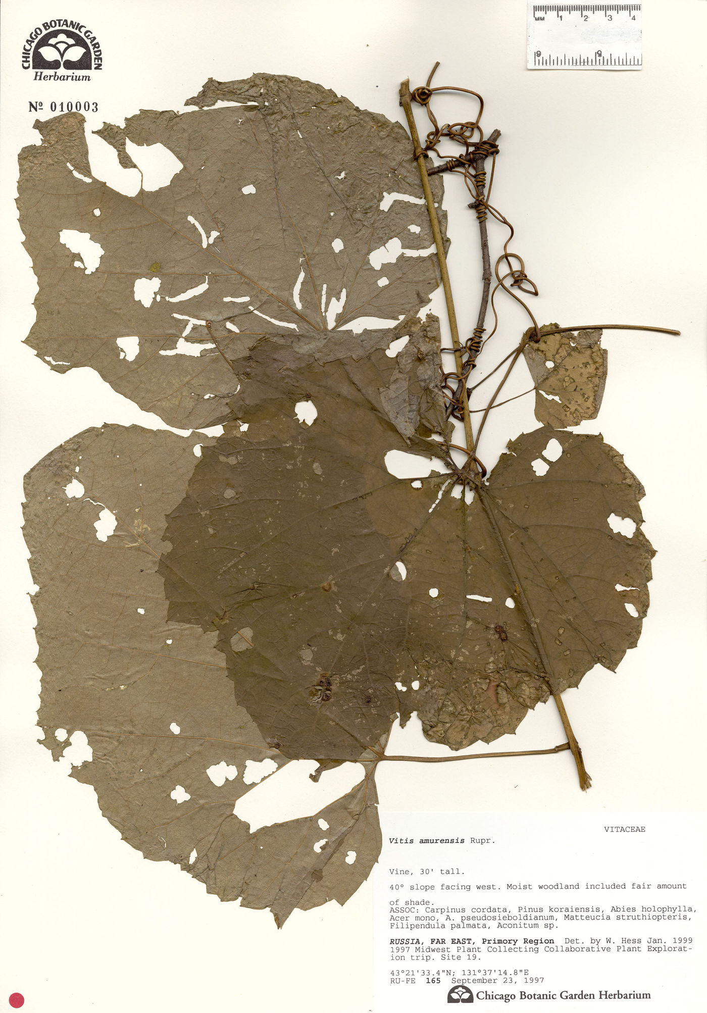 Vitis amurensis image