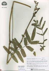 Sanguisorba x tenuifolia image