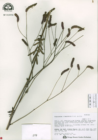 Sanguisorba x tenuifolia image