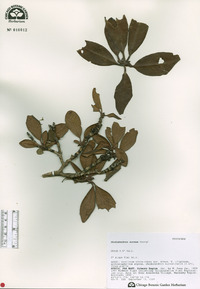 Rhododendron aureum image