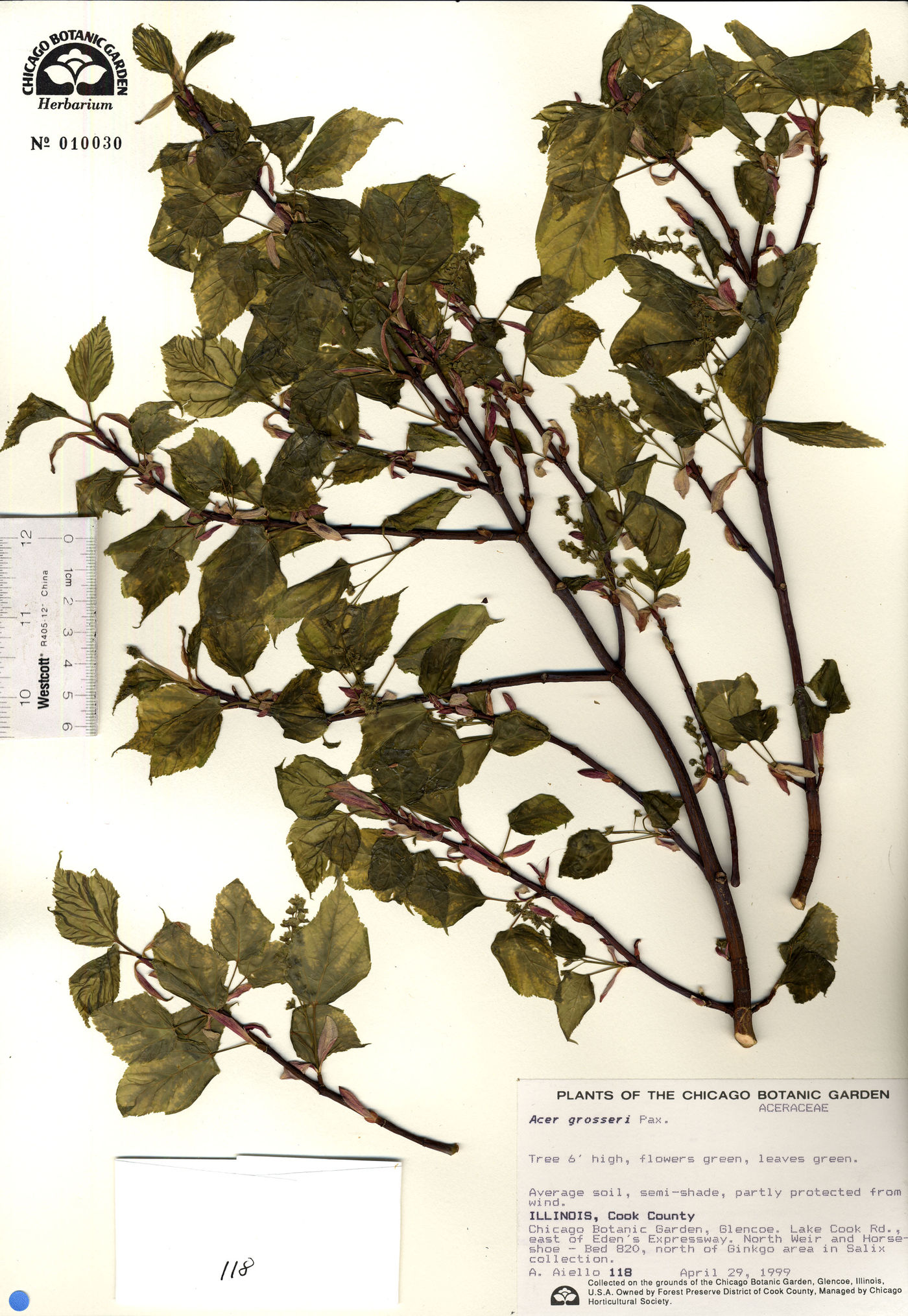 Acer grosseri image