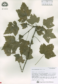 Image of Ribes mandshuricum