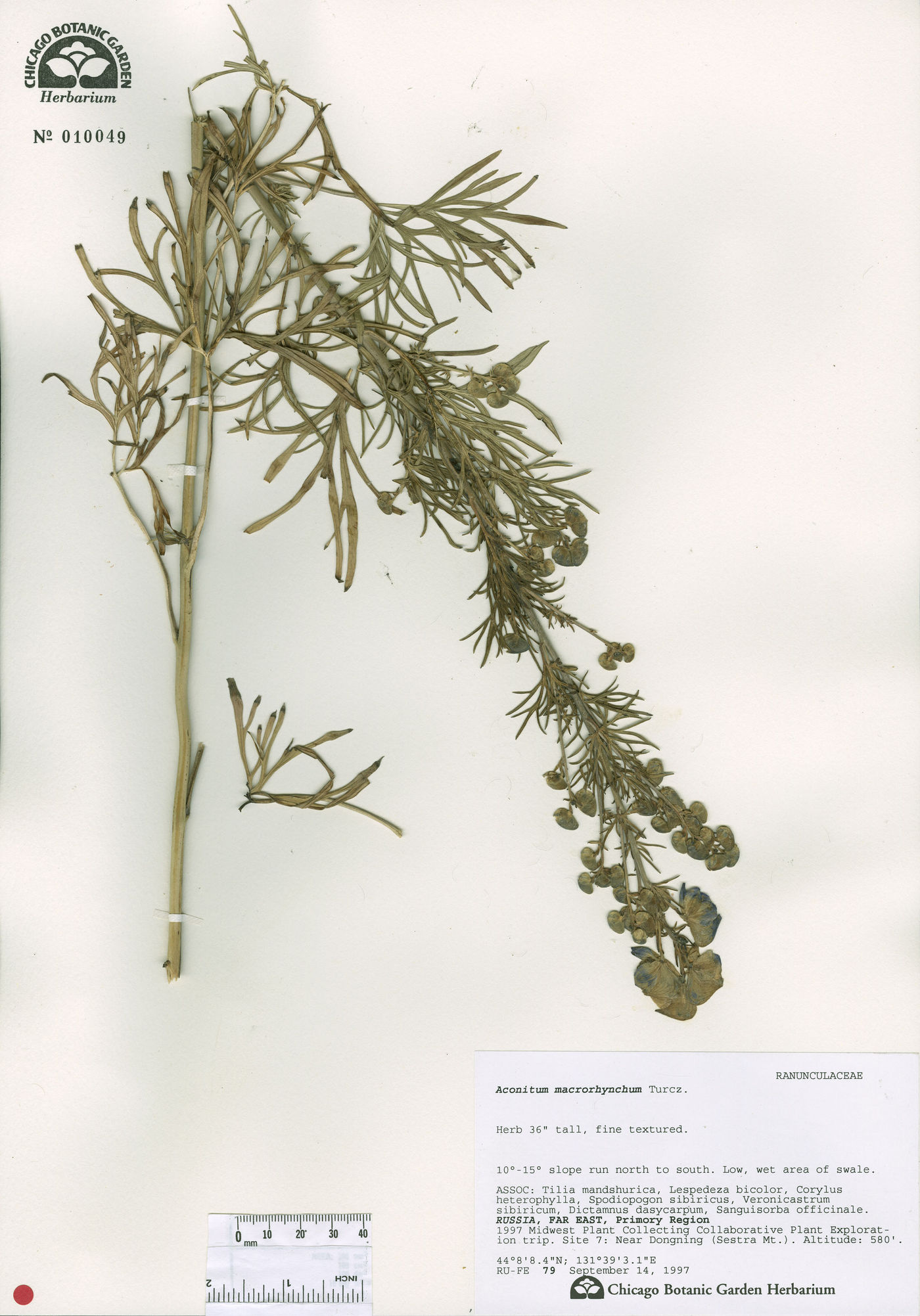 Aconitum macrorhynchum image