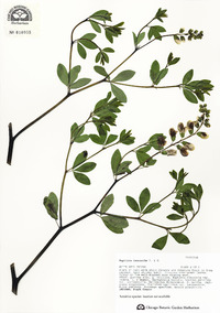 Baptisia alba var. macrophylla image