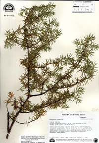 Juniperus communis image