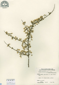 Spiraea prunifolia image