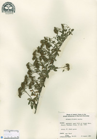 Spiraea wilsonii image