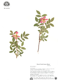 Rosa carolina image