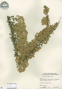 Spiraea wilsonii image