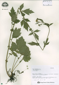 Geum aleppicum image