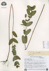 Hypericum virginicum image