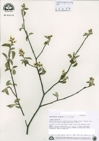 Amelanchier interior image