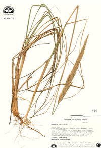 Ammophila breviligulata image