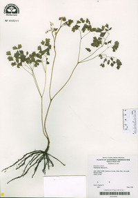 Thalictrum dioicum image