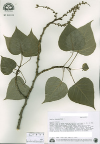 Populus balsamifera image