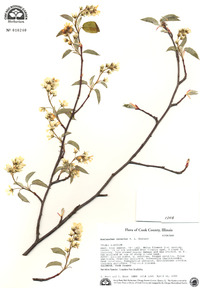 Amelanchier interior image