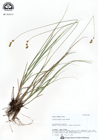 Carex tenera image