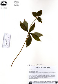 Medeola virginiana image