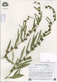 Ludwigia alternifolia image