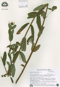 Hypericum ascyron subsp. pyramidatum image