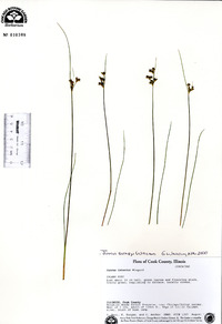 Juncus interior image