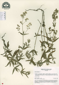 Galium boreale image