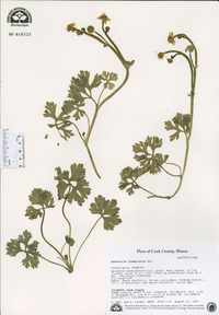 Ranunculus flabellaris image