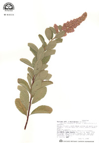 Spiraea x billardii image