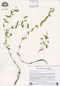 Hypericum boreale image