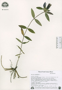 Gentiana saponaria image