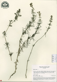 Galium verum image