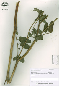 Sanguisorba canadensis image