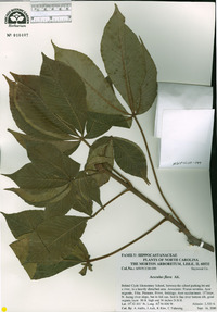 Aesculus flava image