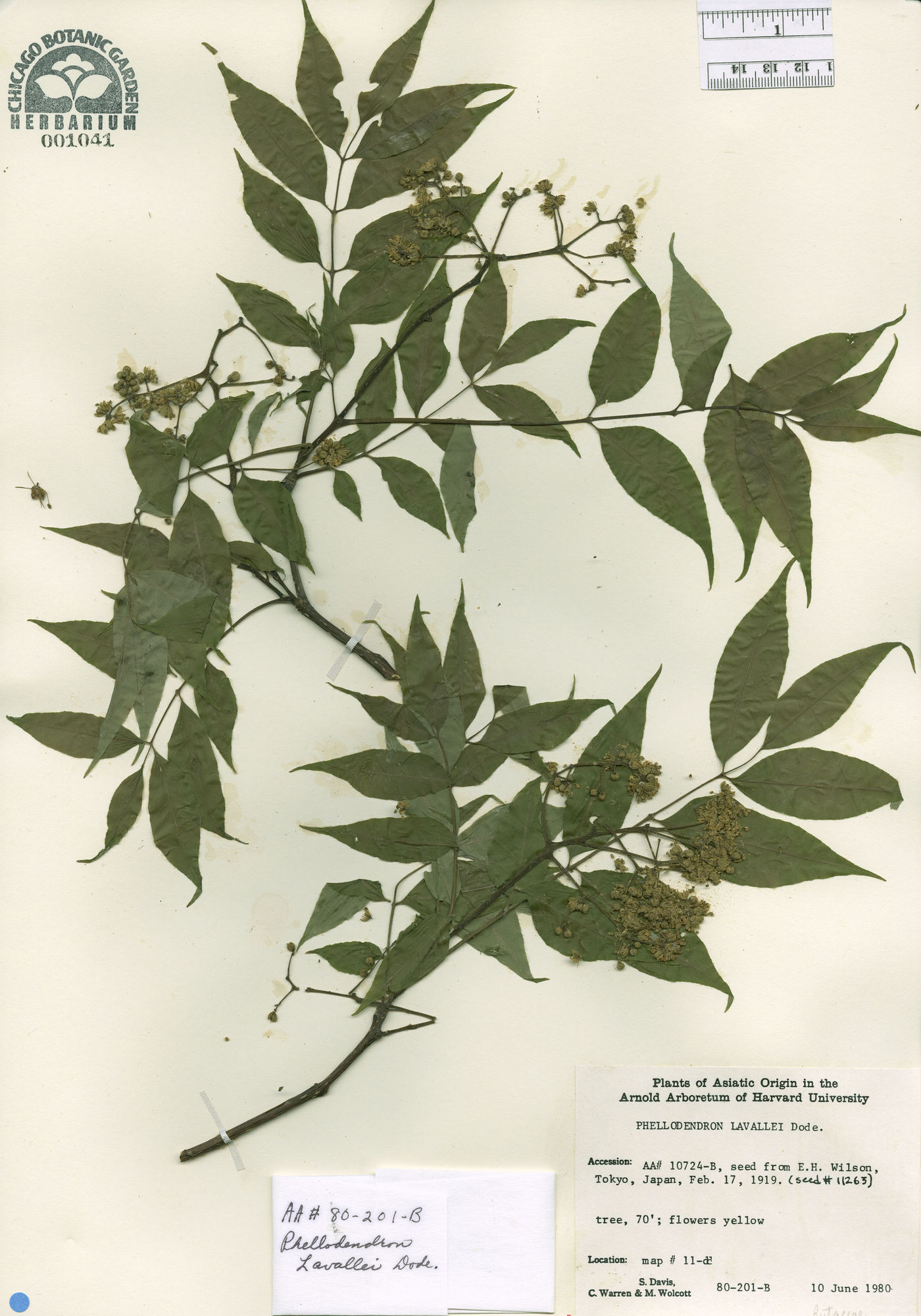 Phellodendron lavallei image