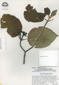 Viburnum lantanoides image