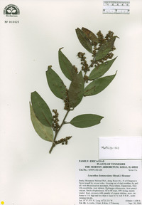 Leucothoe fontanesiana image