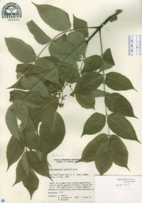 Phellodendron lavallei image