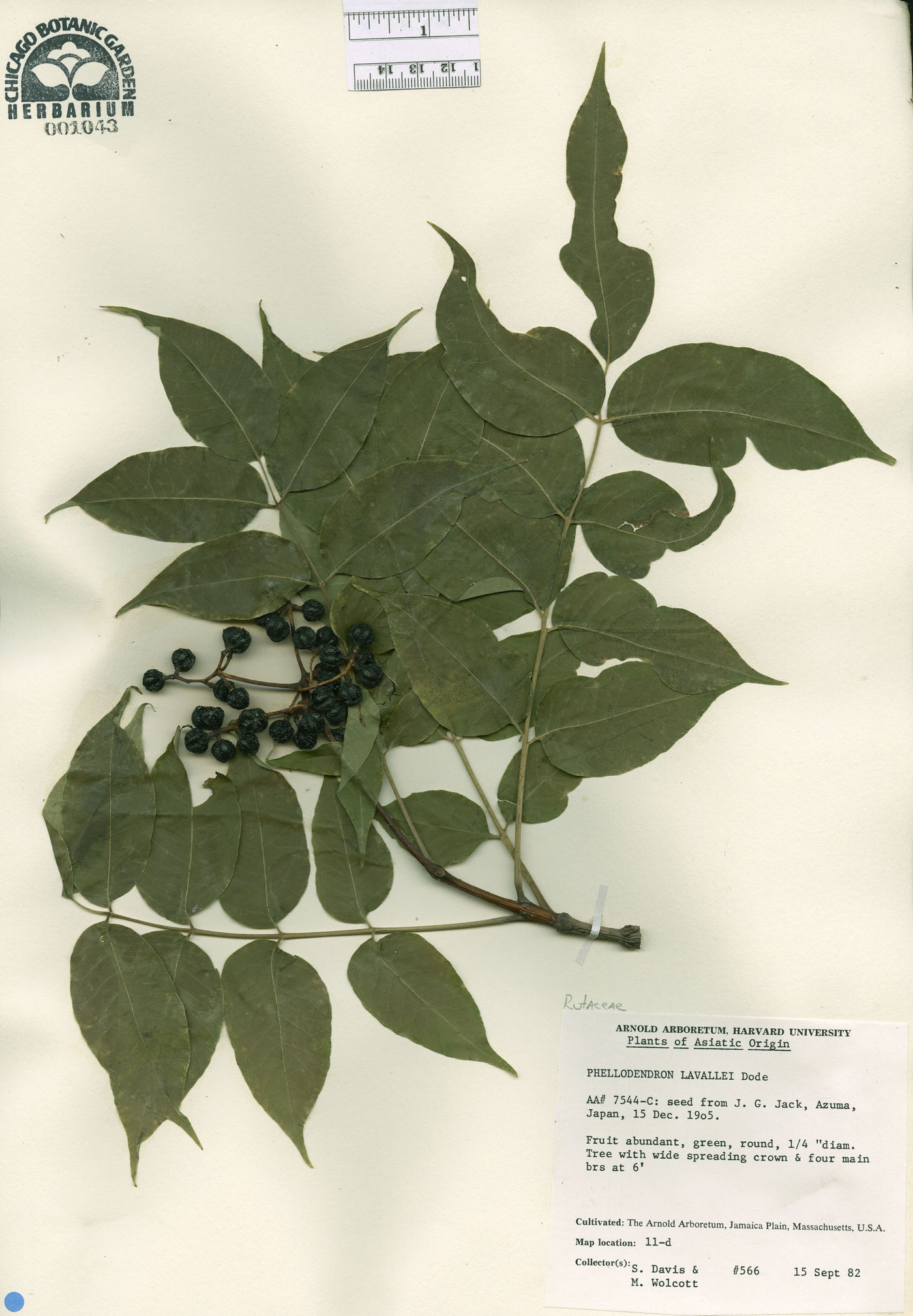 Phellodendron lavallei image